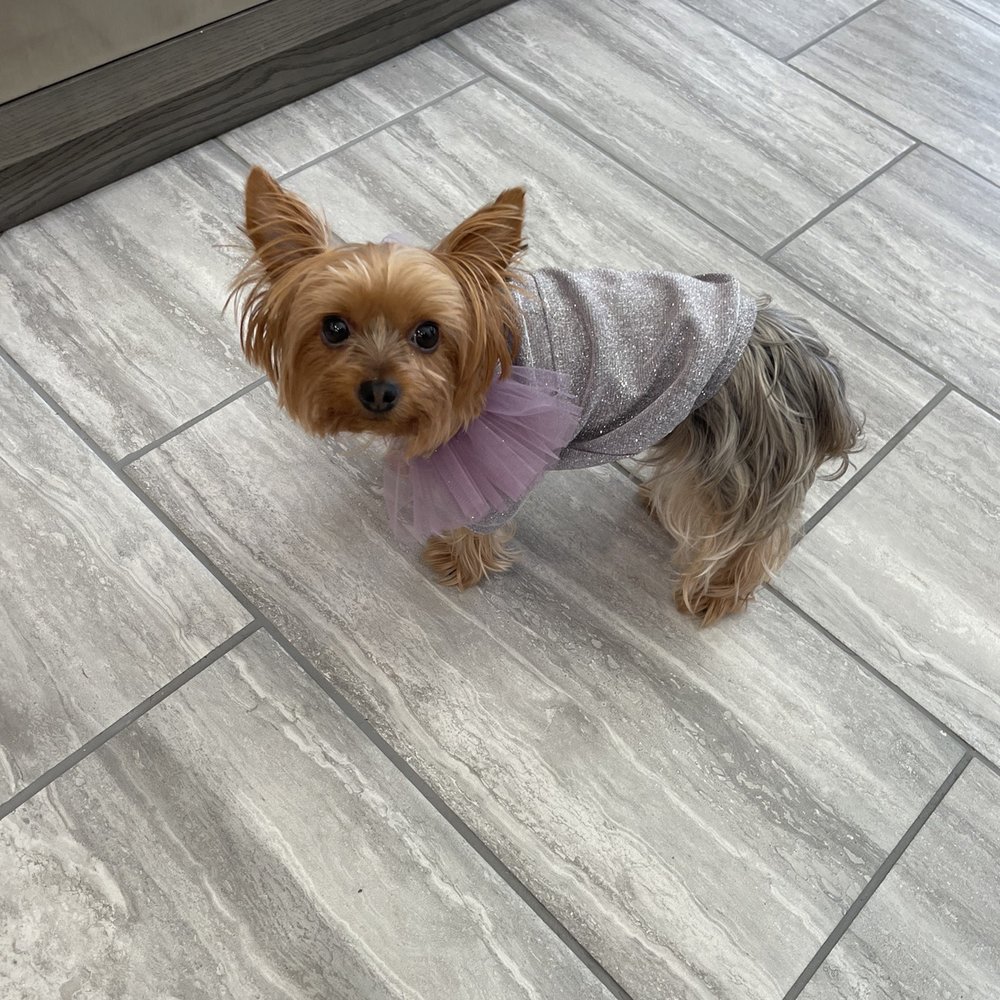 Mishka - Mishka designer outfit - Pet Stores Near Me - San Francisco, California Mishka - Mishka designer outfit - Pet Stores Near Me - San Francisco, California