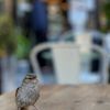 Noe Cafe gift card