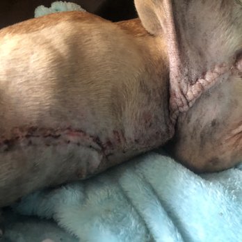 The Sam Simon Foundation - After stitch removal (2 weeks after surgery) - Pet Adoption Near Me - Malibu, California The Sam Simon Foundation - After stitch removal (2 weeks after surgery) - Pet Adoption Near Me - Malibu, California