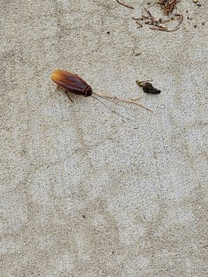 Eagle Rock Apartments at Woodbury