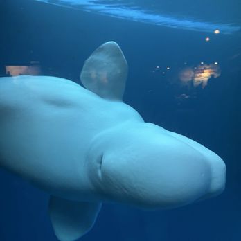 Shedd Aquarium - Aquariums Near Me - Chicago, Illinois