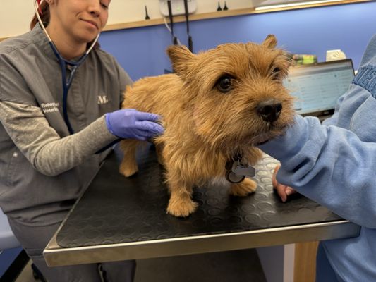 Modern Animal by null