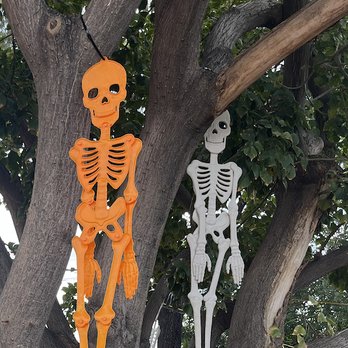 Mr Jack O' Lanterns Pumpkins - Christmas Trees Near Me - Brea, California Mr Jack O' Lanterns Pumpkins - Christmas Trees Near Me - Brea, California