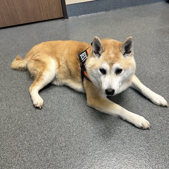 MarQueen Pet Emergency and Specialty Group - Samson back in June. RIP Samson (11/08/2025). - Veterinarians Near Me - Upland, California