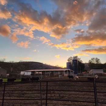 Cal Poly Pomona - Beef Unit - Colleges & Universities Near Me - Pomona, California Cal Poly Pomona - Beef Unit - Colleges & Universities Near Me - Pomona, California