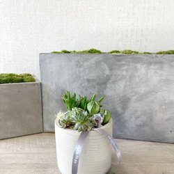 Petite Modern Succulent
$85