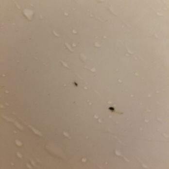 Super 8 by Wyndham Corvallis - This place was disgusting. Bugs found in the first room. - Hotels Near Me - Corvallis, Oregon
