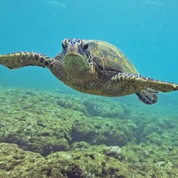 Scott Hanft Photography - Hawaiian Green sea Turtle, "Honu Flight