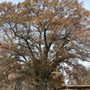 Photo of Sherwood Forest