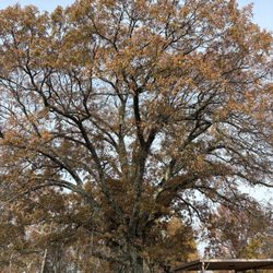 Sherwood Forest - old oak tree