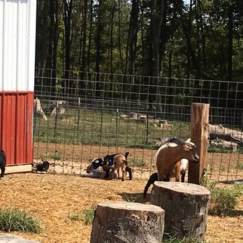 Goat Milk Stuff - Baby goats - Cosmetics & Beauty Supply Near Me - Scottsburg, Indiana