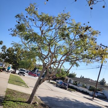 Budget Tree Service - Jacaranda tree trimming lacing and shaping - Tree Services Near Me