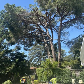 A J Tree Service - even cleaning my pool after - Tree Services Near Me - Sacramento, California