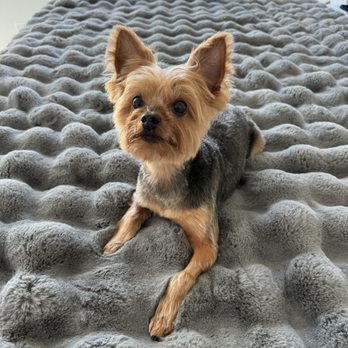 Fluffy Paws Grooming Studio - Cute Freshly Cut Yorkie - Pet Groomers Near Me - Mission Viejo, California Fluffy Paws Grooming Studio - Cute Freshly Cut Yorkie - Pet Groomers Near Me - Mission Viejo, California