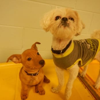 Pet Care Plus - Pet Groomers Near Me - Chicago, Illinois