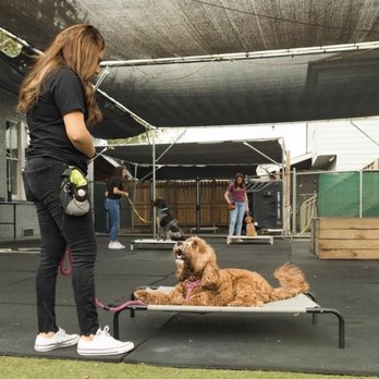 Revival Dog Training - Pet Training Near Me - Houston, Texas Revival Dog Training - Pet Training Near Me - Houston, Texas