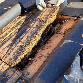 Beecasso Bee Removal - Steve and partner cutting through roof. Exposing colony. - Pest Control Near Me - Redondo Beach, California Beecasso Bee Removal - Steve and partner cutting through roof. Exposing colony. - Pest Control Near Me - Redondo Beach, California