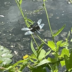 Silver Lake State Park - Dragonfly