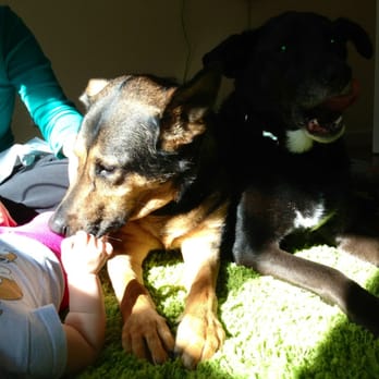 Seth Green Canine Care - Worn out dogs after a day with Seth. - Dog Walkers Near Me