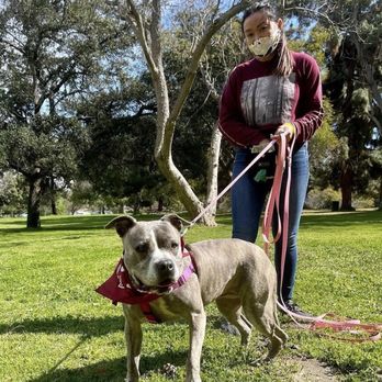Underdogs Long Beach - Pet Training Near Me