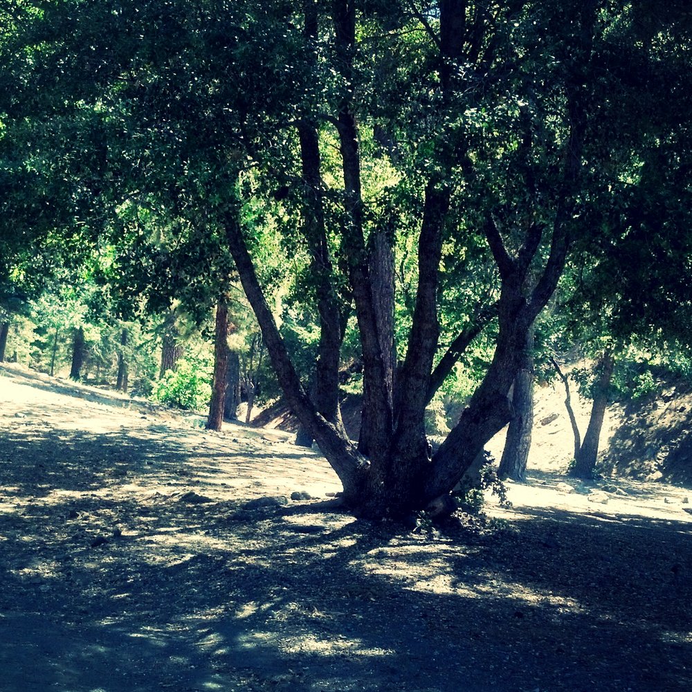 Angeles National Forest - Parks Near Me - Arcadia, California