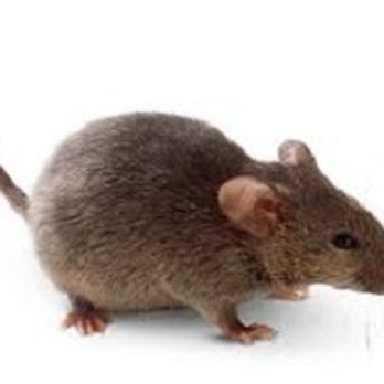 Tactic Pest Control - Rodent - Pest Control Near Me