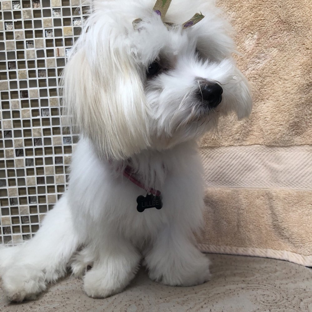 The Dog Spaw - After grooming from another, professional and knowledgeable establishment a mere 4 days later. - Pet Groomers Near Me - Freehold, New Jersey The Dog Spaw - After grooming from another, professional and knowledgeable establishment a mere 4 days later. - Pet Groomers Near Me - Freehold, New Jersey