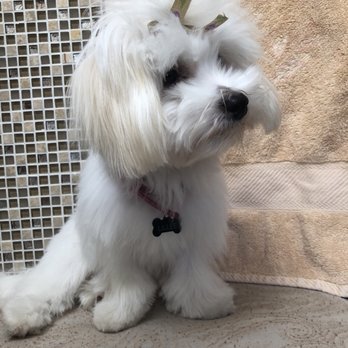 The Dog Spaw - After grooming from another, professional and knowledgeable establishment a mere 4 days later. - Pet Groomers Near Me - Freehold, New Jersey The Dog Spaw - After grooming from another, professional and knowledgeable establishment a mere 4 days later. - Pet Groomers Near Me - Freehold, New Jersey