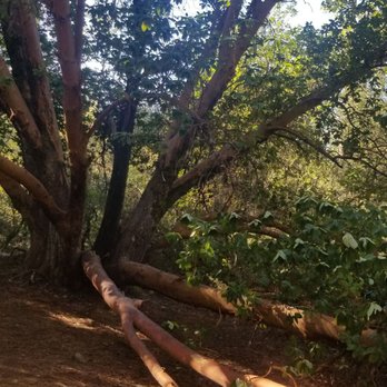 Dave Moore Nature Area - Some of theses branches fell down prior to the storm, but more are bowing now. - Hiking Near Me - Lotus, California Dave Moore Nature Area - Some of theses branches fell down prior to the storm, but more are bowing now. - Hiking Near Me - Lotus, California