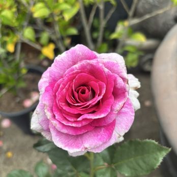 Bamboo Nursery & Garden Supplies - Nurseries & Gardening Near Me - Compton, California Bamboo Nursery & Garden Supplies - Nurseries & Gardening Near Me - Compton, California