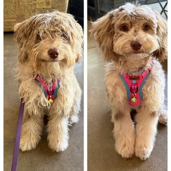Bath & Biscuit - Before and after! - Pet Groomers Near Me - Montrose, California