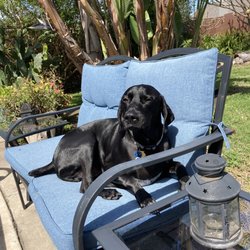 Reliable Pet Sitting - Reggie sunbathing!