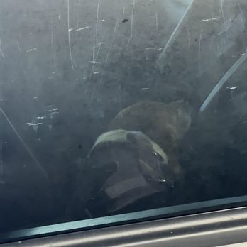 Trulox Locksmith - Dog left on vehicle - Keys & Locksmiths Near Me - New Orleans, Louisiana