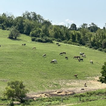 Rolling Hills Ranch - Horses on property - Horseback Riding Near Me - Bridgeville, Pennsylvania Rolling Hills Ranch - Horses on property - Horseback Riding Near Me - Bridgeville, Pennsylvania