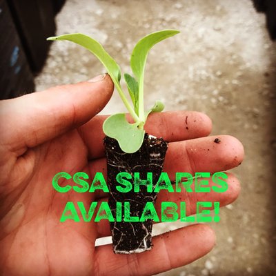 Willowsford Farm by null