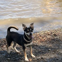 Magnuson Park Off-Leash Area - Dog