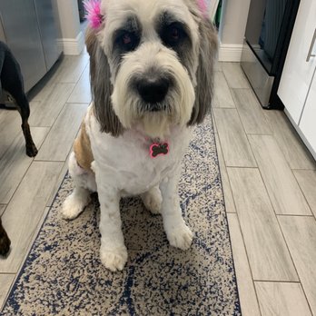 Scottie Paws Pet Resort & Spa - Pet Groomers Near Me - Miami, Florida