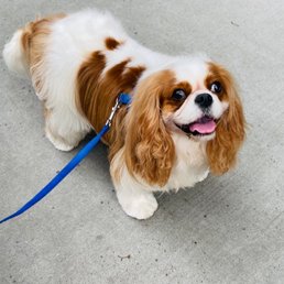 Katta sikli jojalar yigitlarni sikishadi