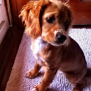 Pasadena Humane - Luna! - Animal Shelters Near Me - Pasadena, California Pasadena Humane - Luna! - Animal Shelters Near Me - Pasadena, California
