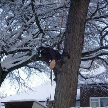 Frodsham Gardens - We are qaulified tree surgeons - Gardeners Near Me - Frodsham, CHW Frodsham Gardens - We are qaulified tree surgeons - Gardeners Near Me - Frodsham, CHW