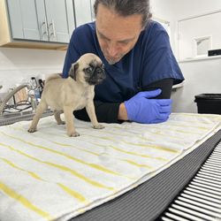 San Marcos Blvd Veterinary Hospital and Urgent Care