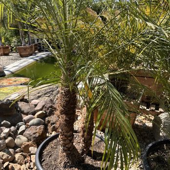 Trees Outlet - Nurseries & Gardening Near Me - Sacramento, California Trees Outlet - Nurseries & Gardening Near Me - Sacramento, California