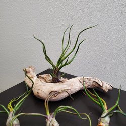 Plant findings - Bulbosa