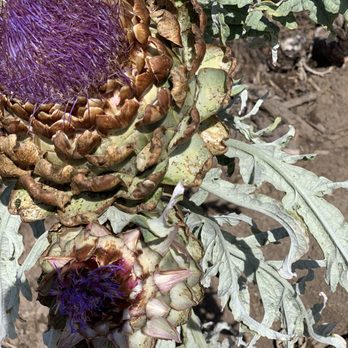 Lavender Bee Farm - Flowers & Gifts Near Me - Petaluma, California