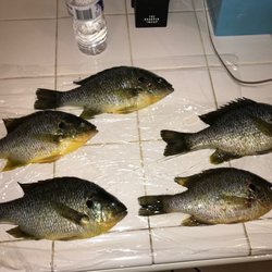 Gotcha Bait & Tackle - Red ear