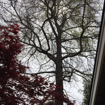 Stumpy's Tree Service - Oak tree after removal of mistletoe. - Tree Services Near Me - Livermore, California Stumpy's Tree Service - Oak tree after removal of mistletoe. - Tree Services Near Me - Livermore, California