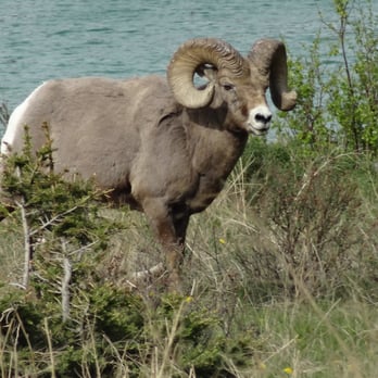 Jasper National Park - Parks Near Me