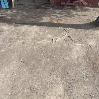 Fox Den RV and Campground - These roots are right where a tent camper will sleep - RV Parks Near Me - West Yellowstone, Montana Fox Den RV and Campground - These roots are right where a tent camper will sleep - RV Parks Near Me - West Yellowstone, Montana
