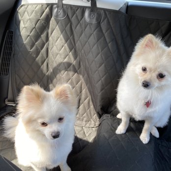 D-Tails Pet Spa - Groomed brothers - Pet Groomers Near Me - Las Vegas, Nevada D-Tails Pet Spa - Groomed brothers - Pet Groomers Near Me - Las Vegas, Nevada