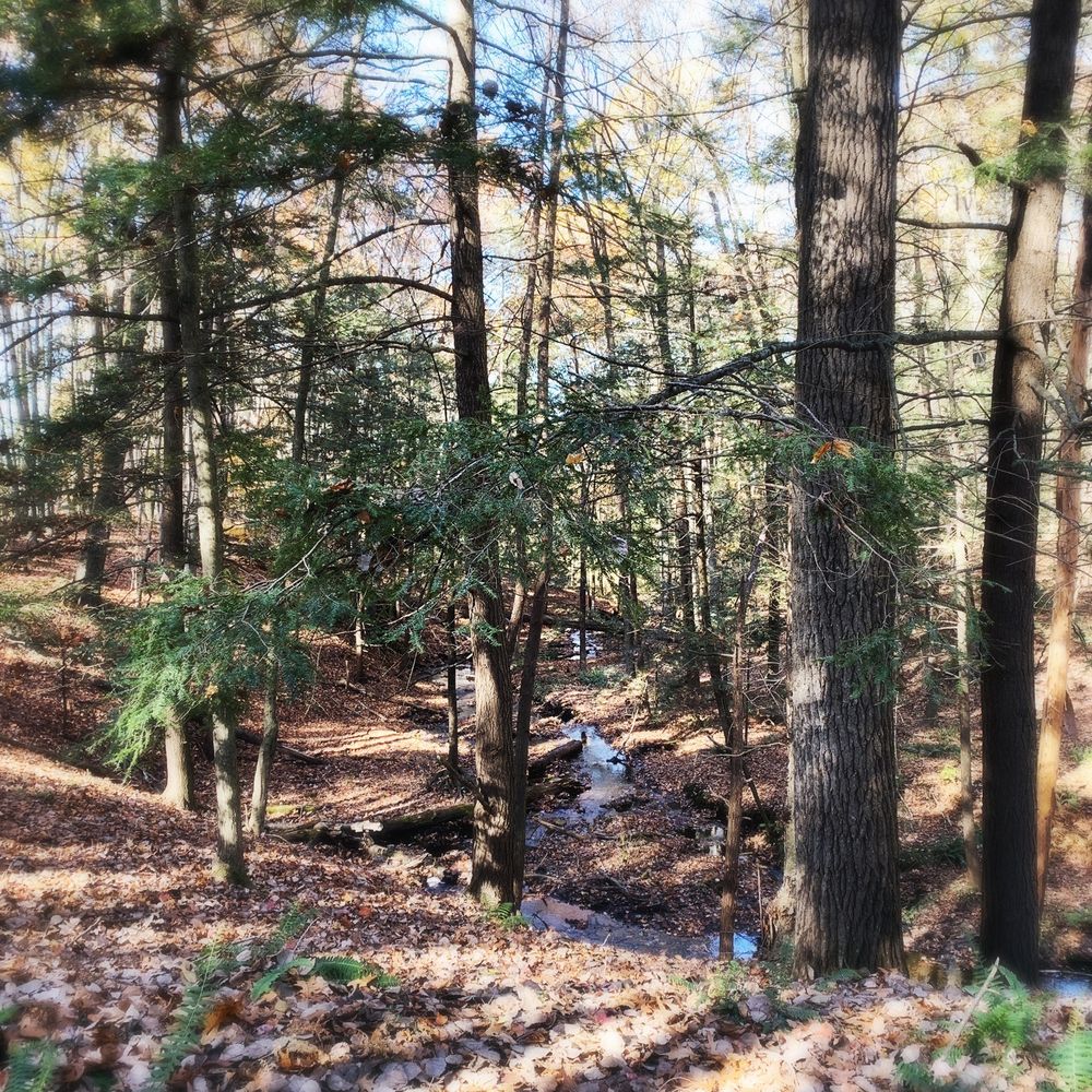 New England Falconry - Pet Training Near Me - Hadley, Massachusetts